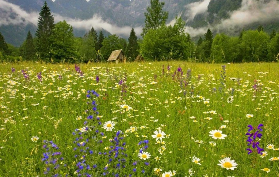 Луга Южного Урала