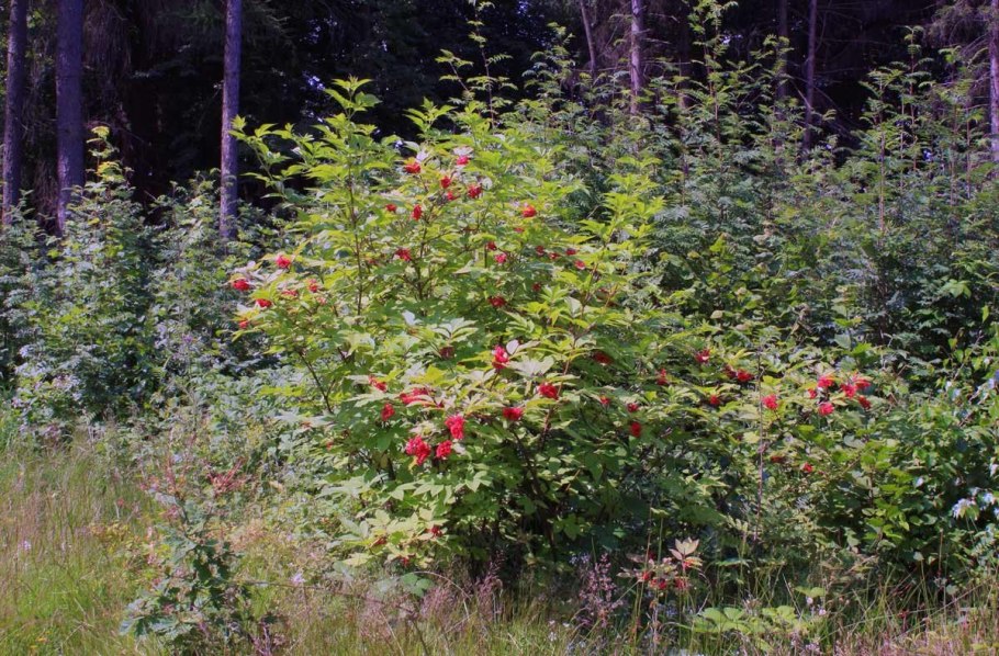 Лиственные деревья названия
