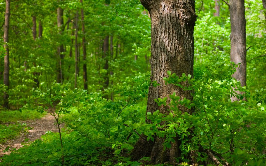 Вечнозелёные леса хвойные