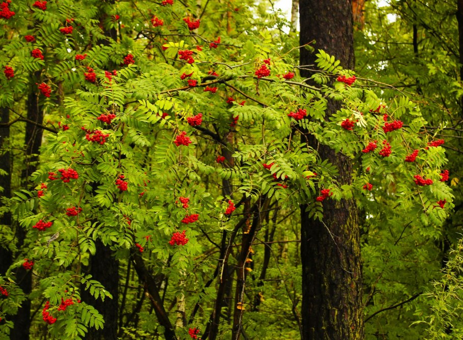 Кедрово-широколиственные леса