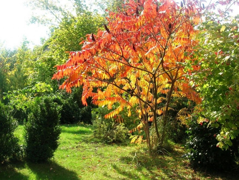 Кустарники смешанного леса