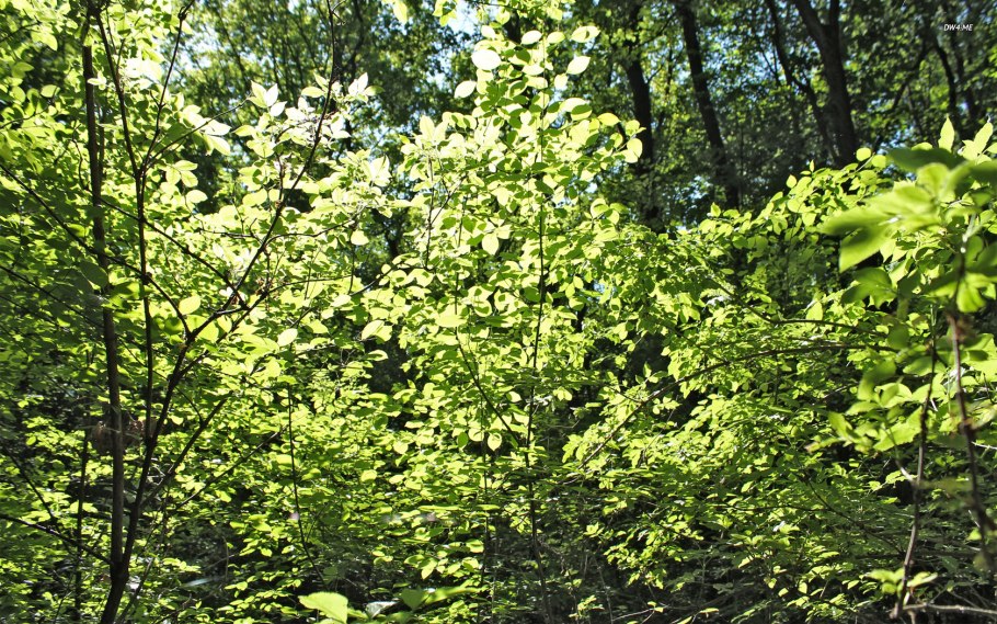 Подлесок кустарниковый ярус