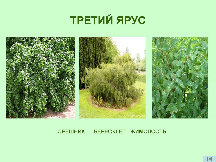 Кусты в лесу