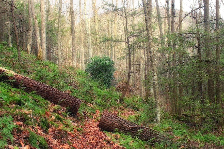 Цветы в широколиственном лесу