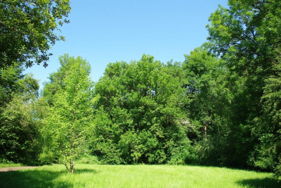 Лиственные кустарники в лесу