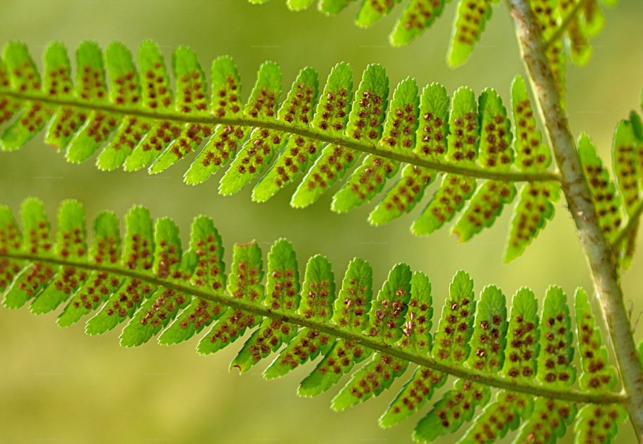 Dryopteris - Щитовник