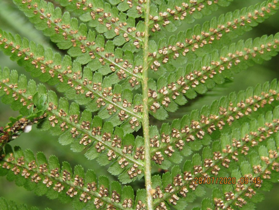 Щитовник мужской dryopteris filix-mas