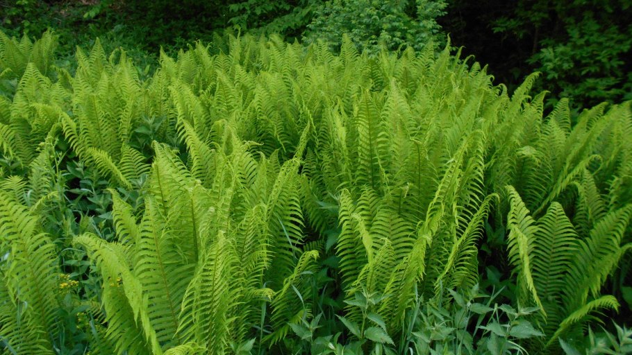 Кочедыжник женский Виктория