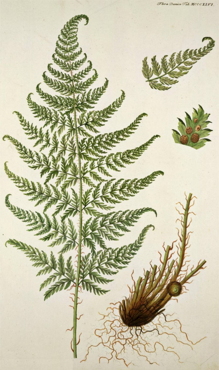 Папоротник dryopteris affinis