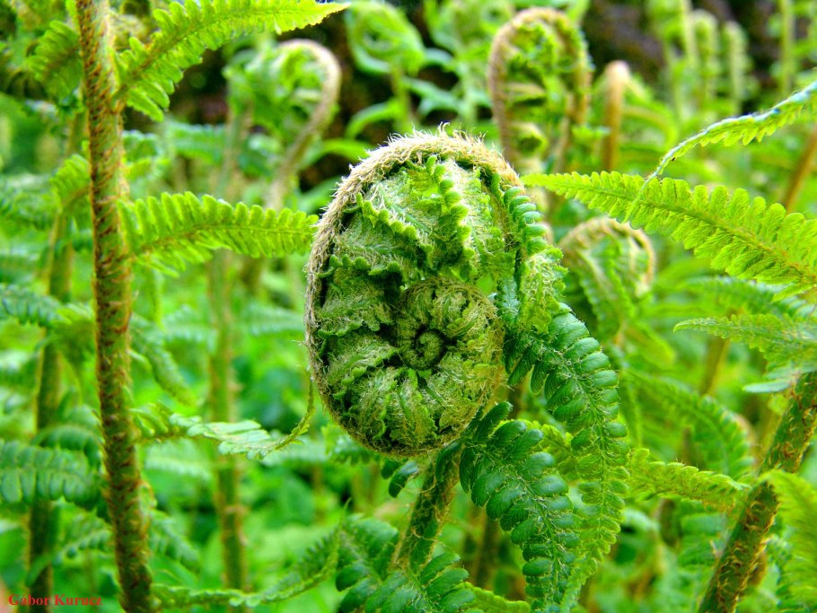 Щитовник мужской dryopteris filix-mas