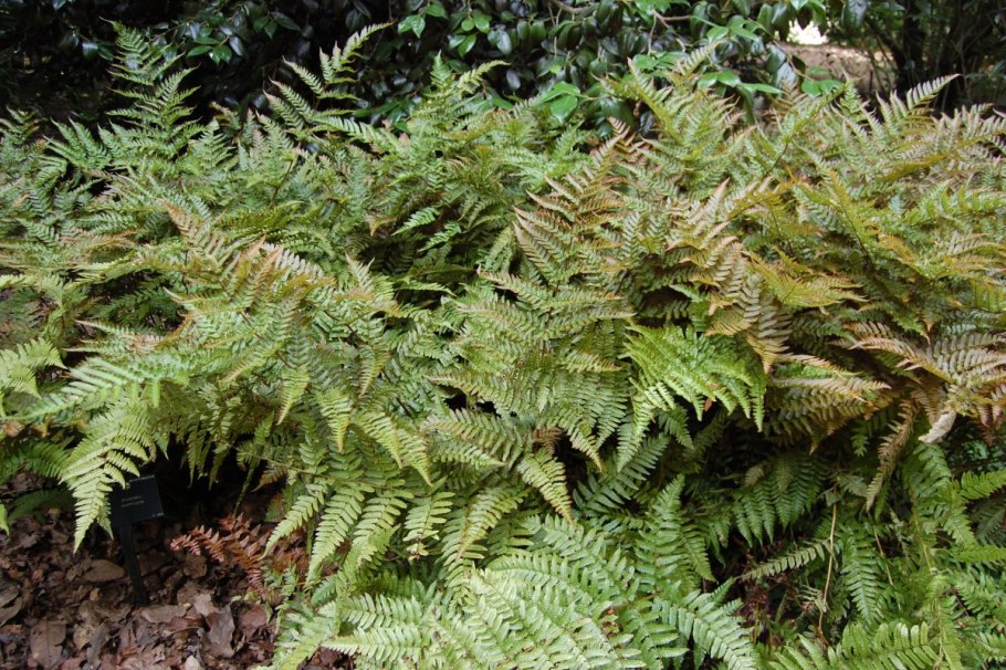 Щитовник картузианский