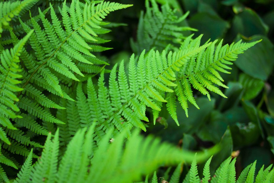 Щитовник мужской dryopteris filix-mas