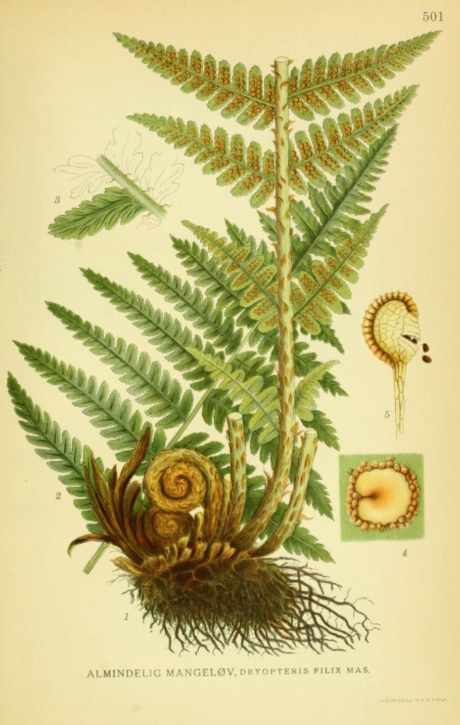 Щитовник папоротник