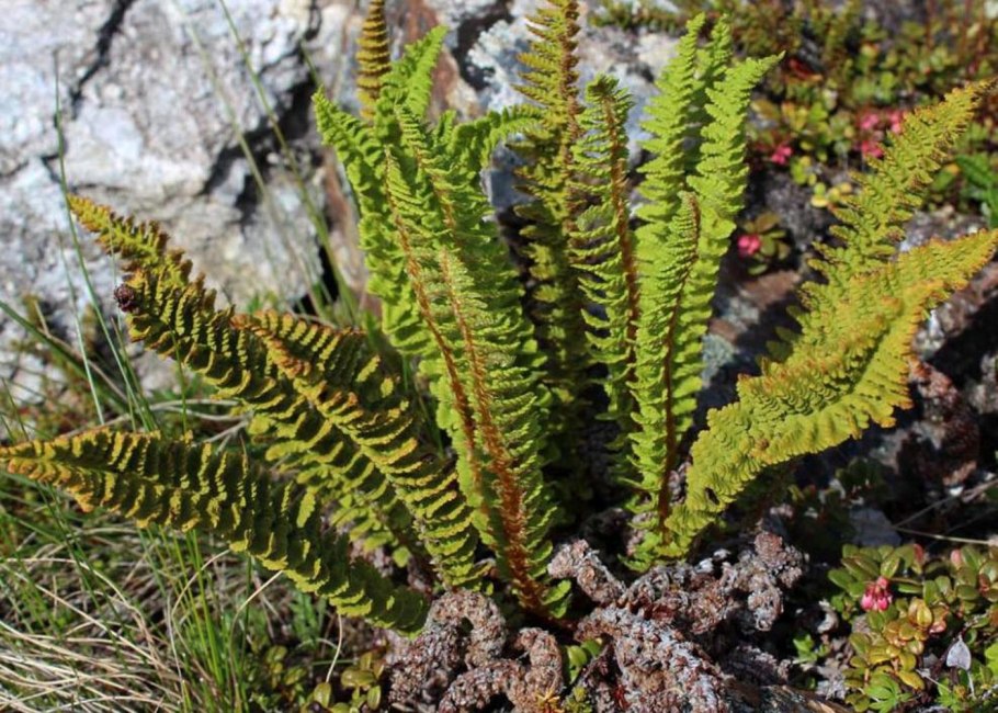 Папоротник (Polypodiophyta)