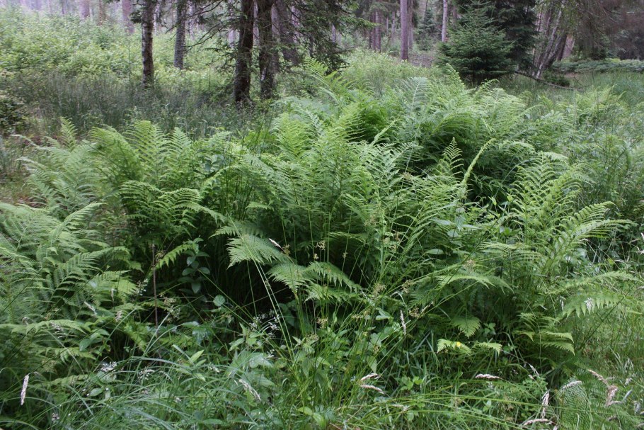 Корневище щитовника мужской dryopteris filix-mas