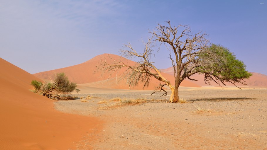 Саксаул ареал