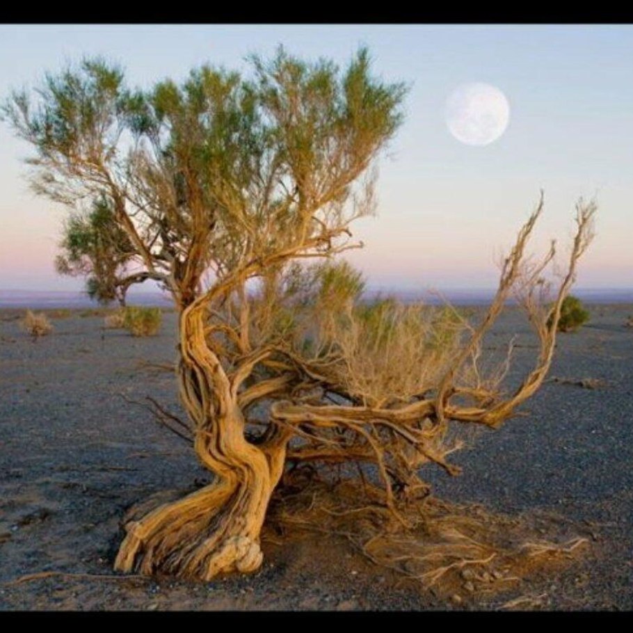 Саксаул растение пустыни