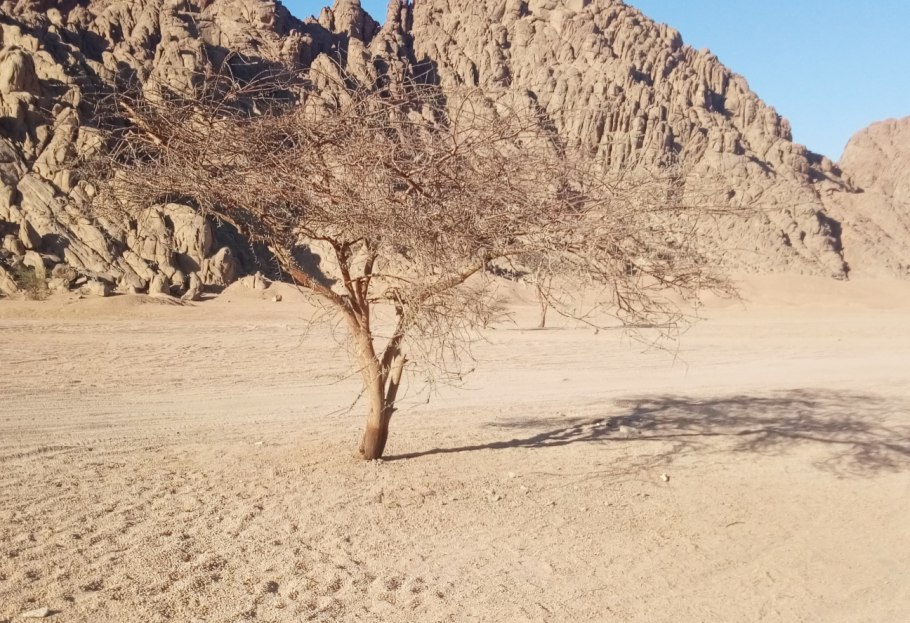 Саксаул растение пустыни