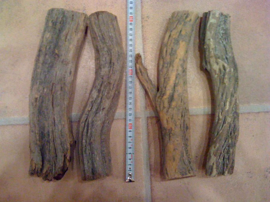 Дерево саксаул