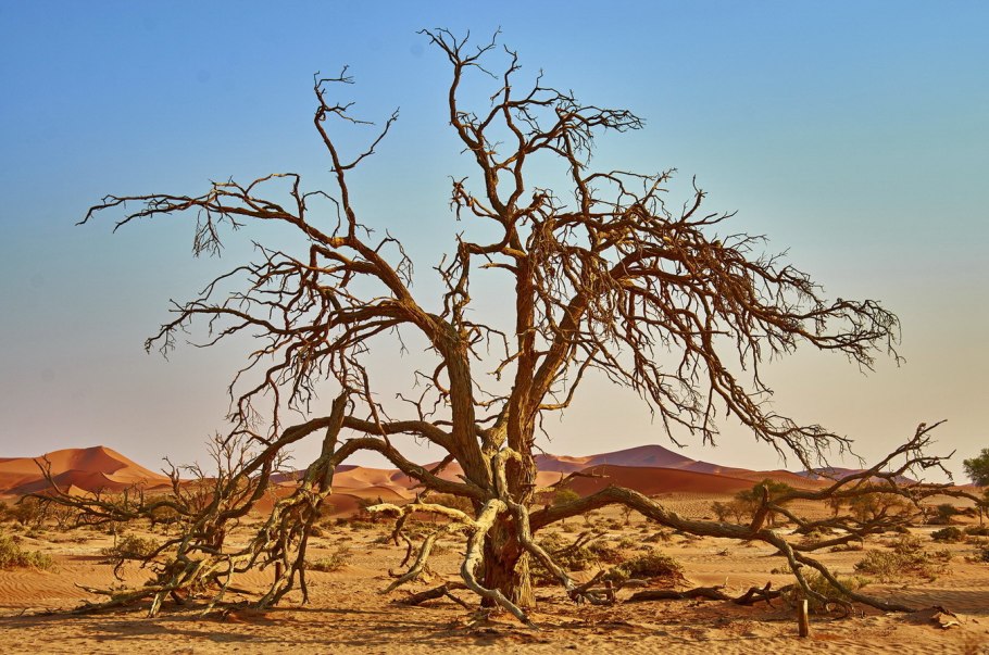 Спил саксаула