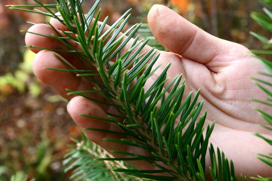 Пихта цельнолистная шишки