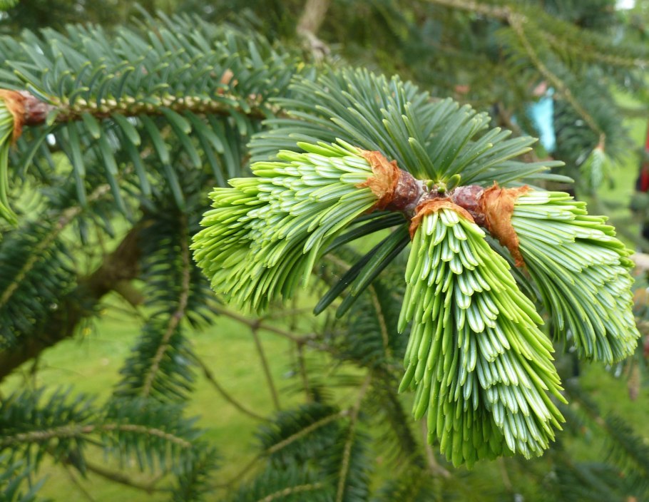 Verde Pino Сосновая хвоя