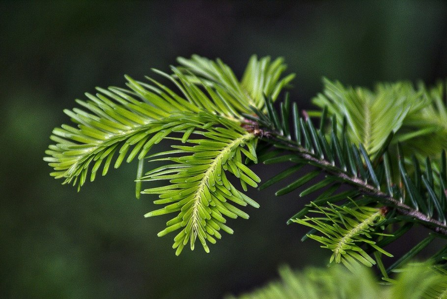 Пихта Сибирская Abies sibirica
