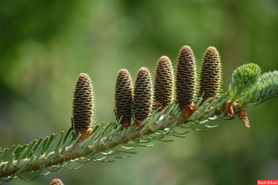 Пихта Нордмана шишки