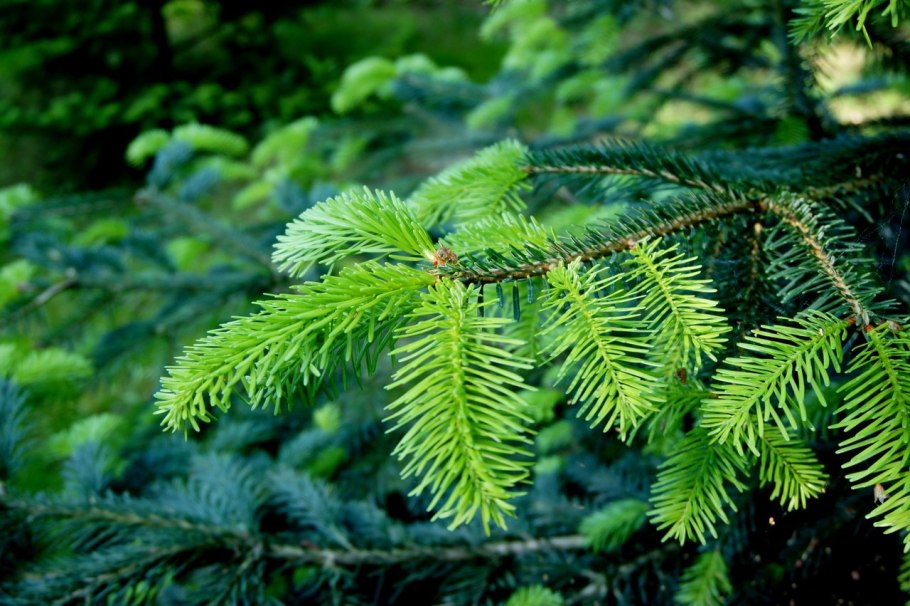 Пихта Семенова