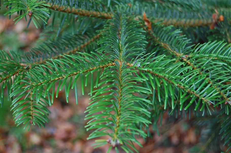 Пихта Сибирская хвоинки