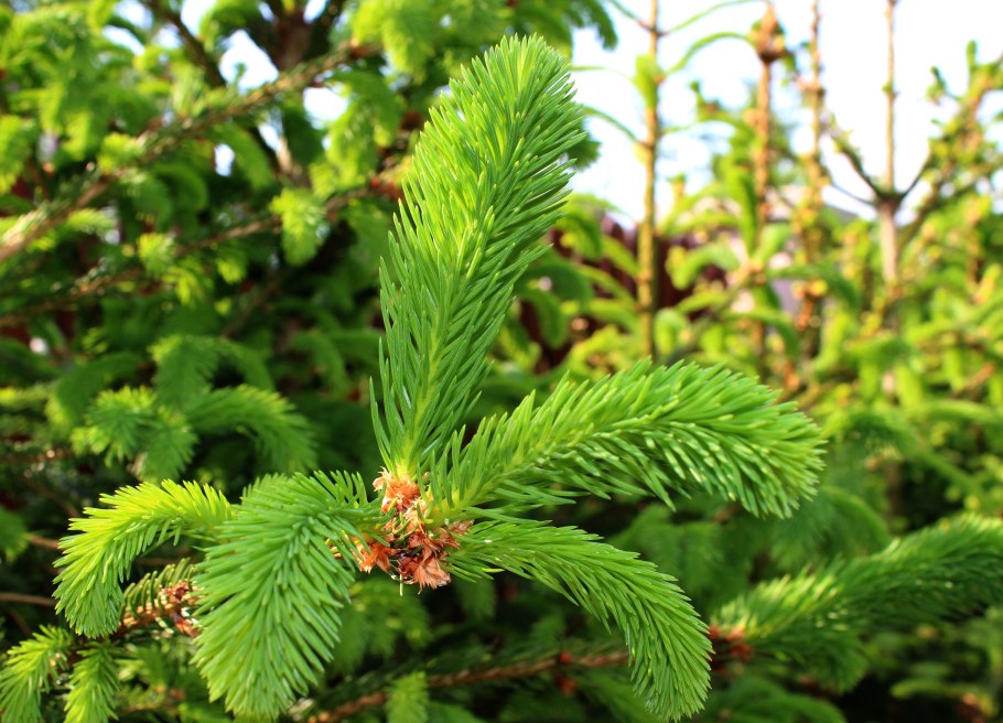 Пихта Семенова шишки