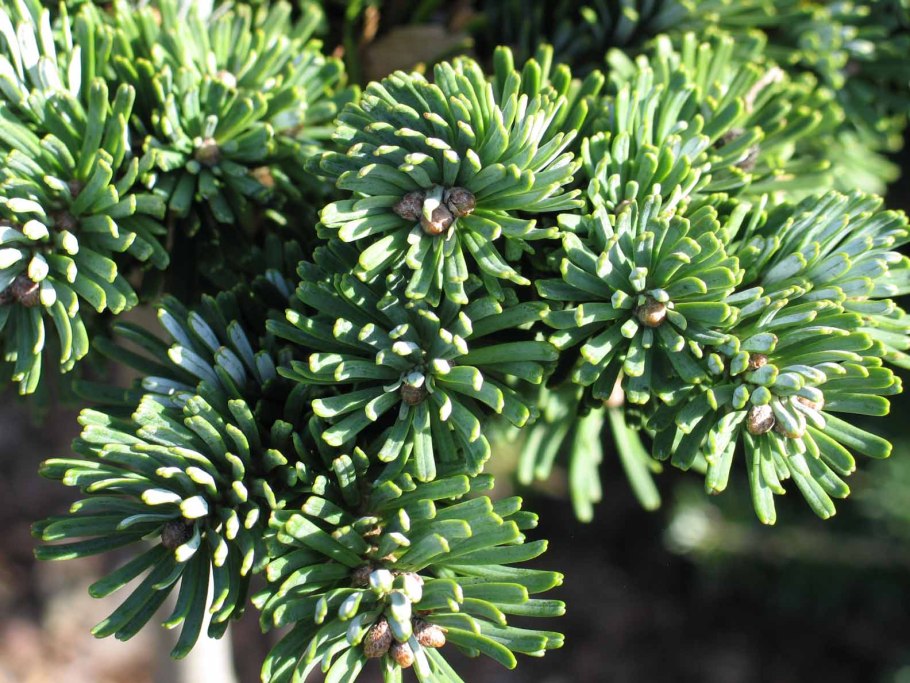 Пихта Крымская