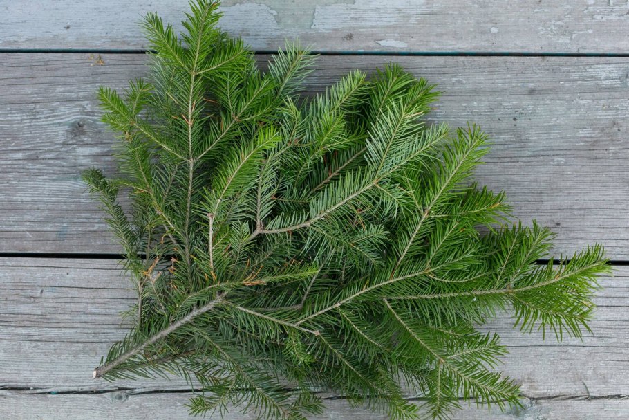 Пихта Сибирская Abies sibirica