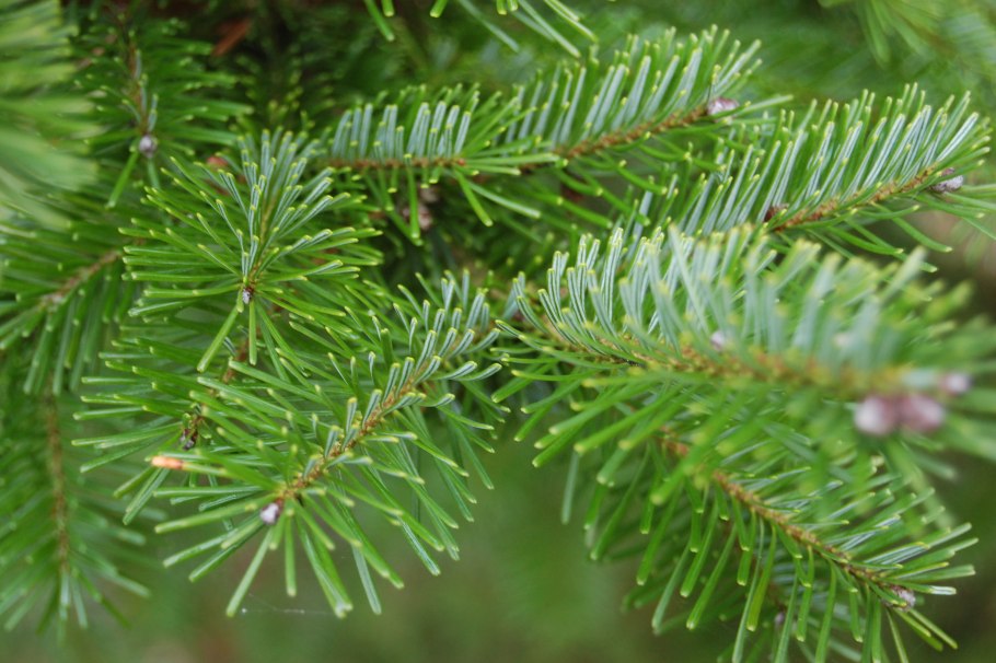 Пихта белая хвоя