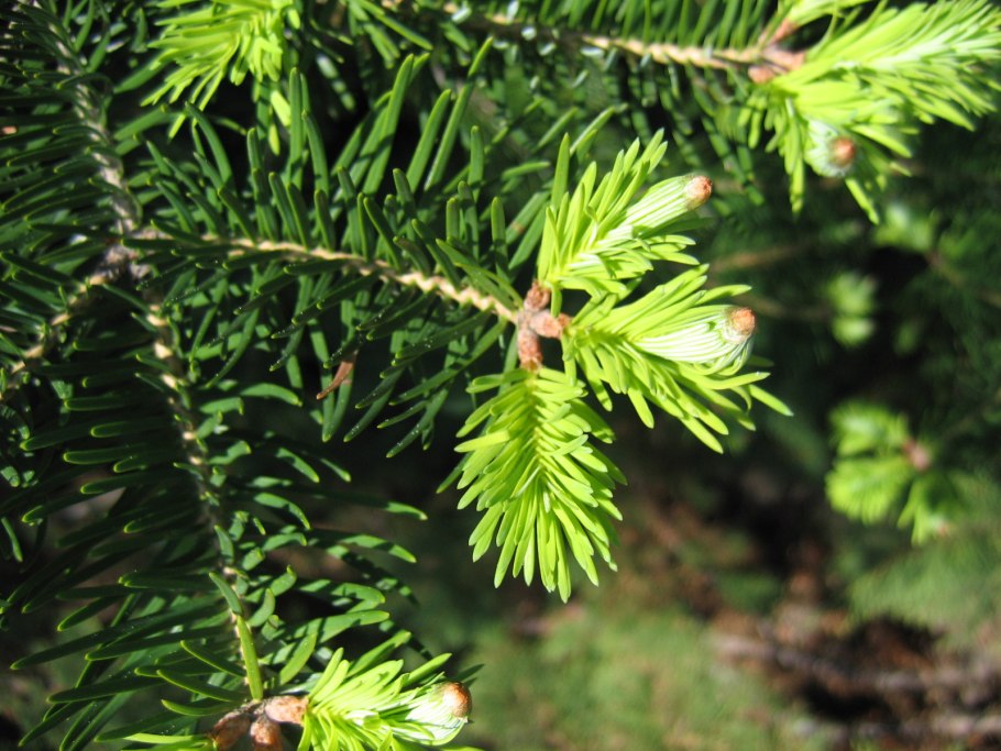 Пихта Сибирская (a. sibirica).