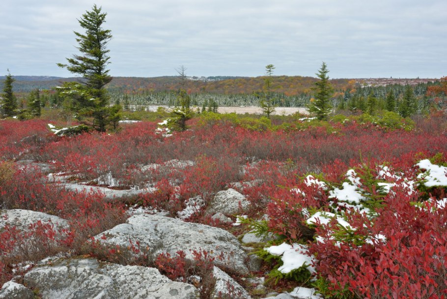 Северная Тайга, лесотундра, субарктическая тундра