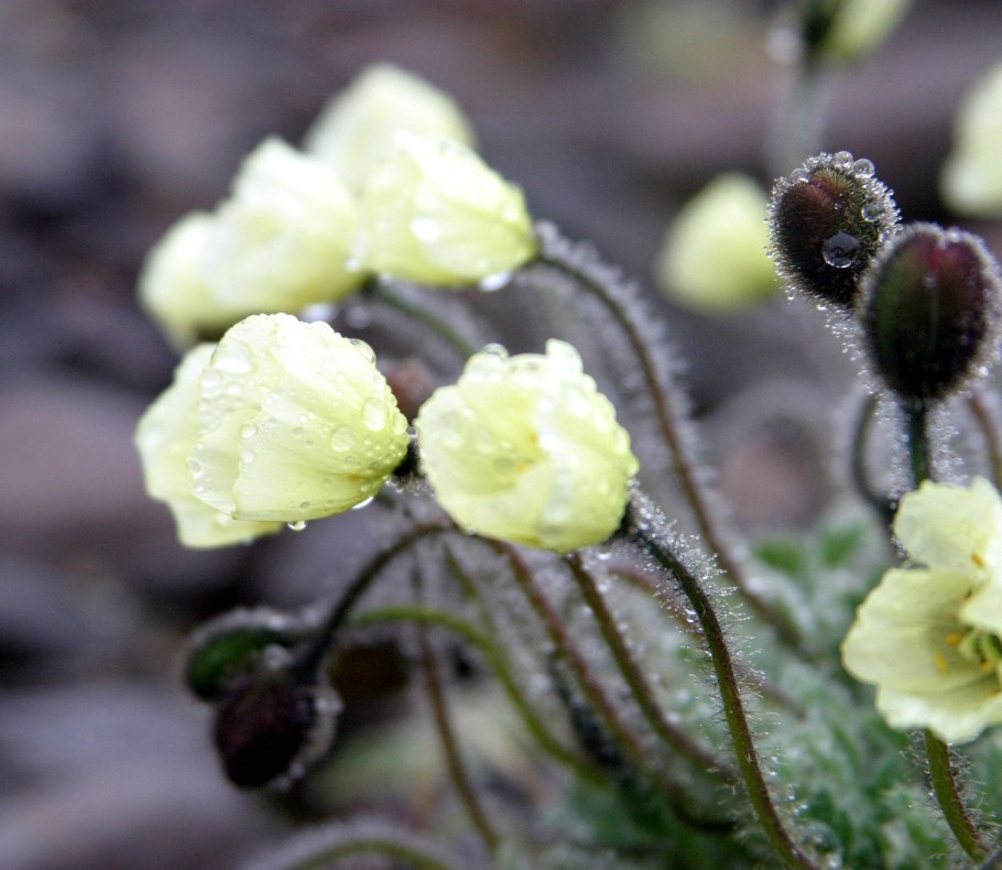 Мак Полярный (Papaver radicatum)
