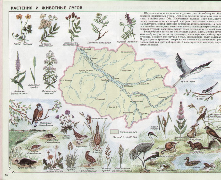 Луговые животные Томской области