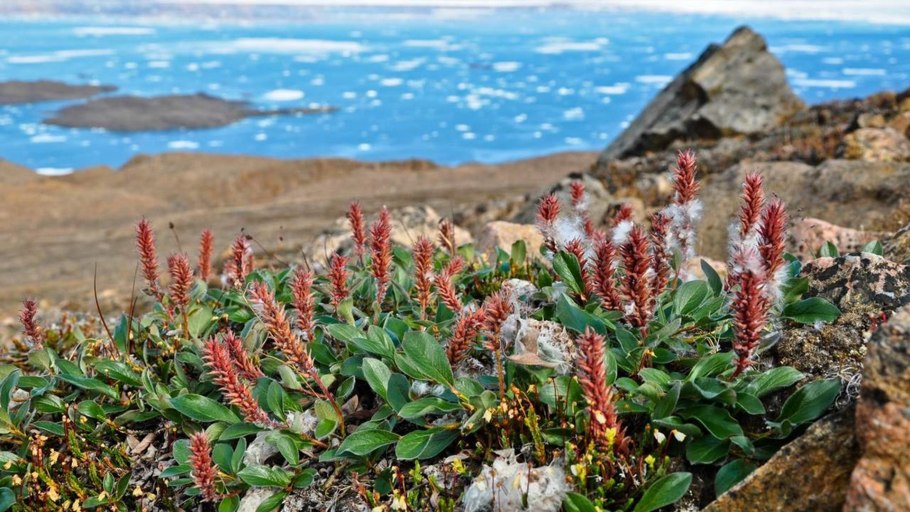 Растения Арктики Полярная Ива