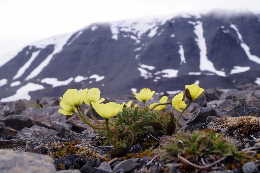 Арктическая пустыня Полярный Мак