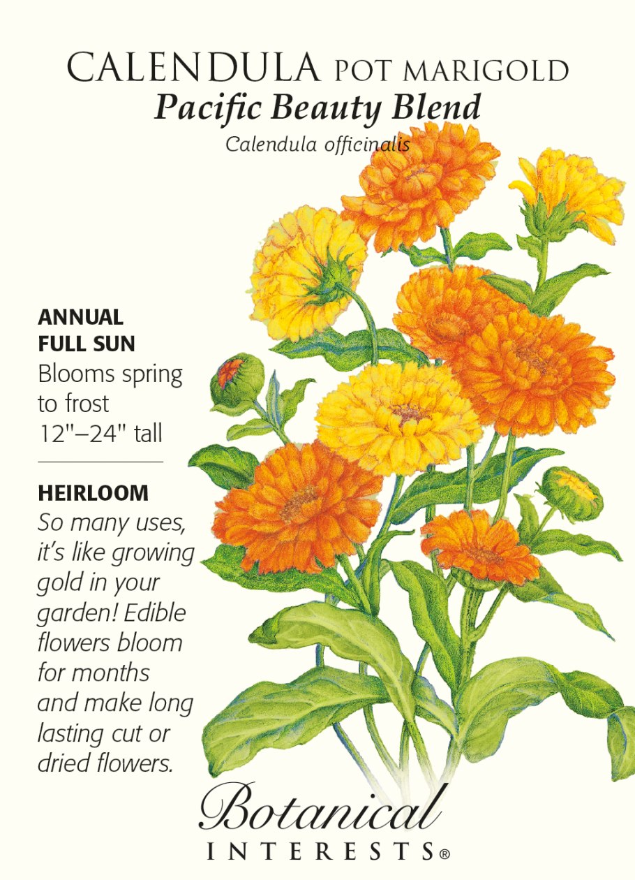 Calendula officinalis гербарий