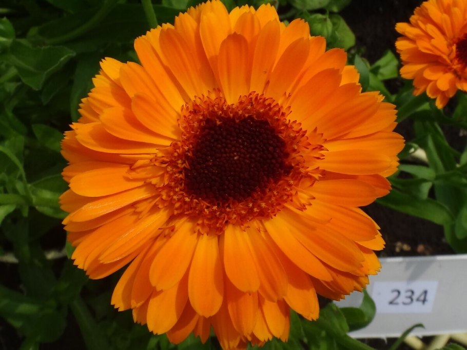 Календула лекарственная гербарий