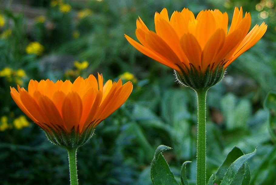 Calendula officinalis рисунок