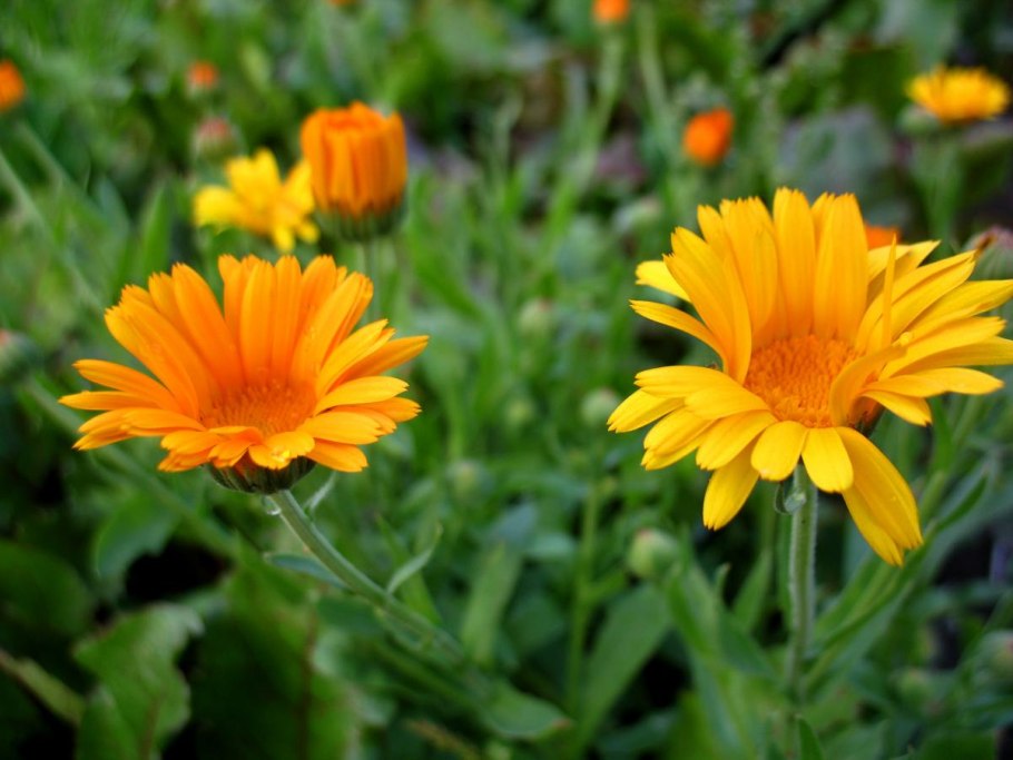 Календула лекарственная вектор