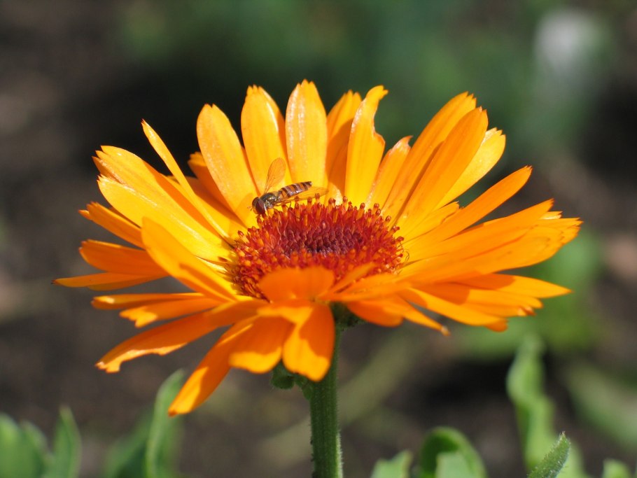 Стилизованная календула