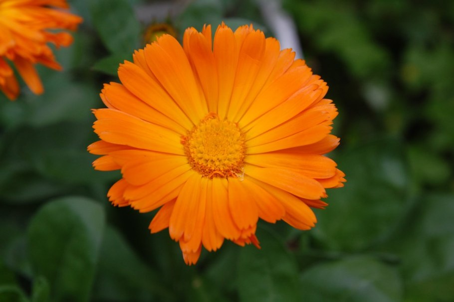 Календула лекарственная эскиз