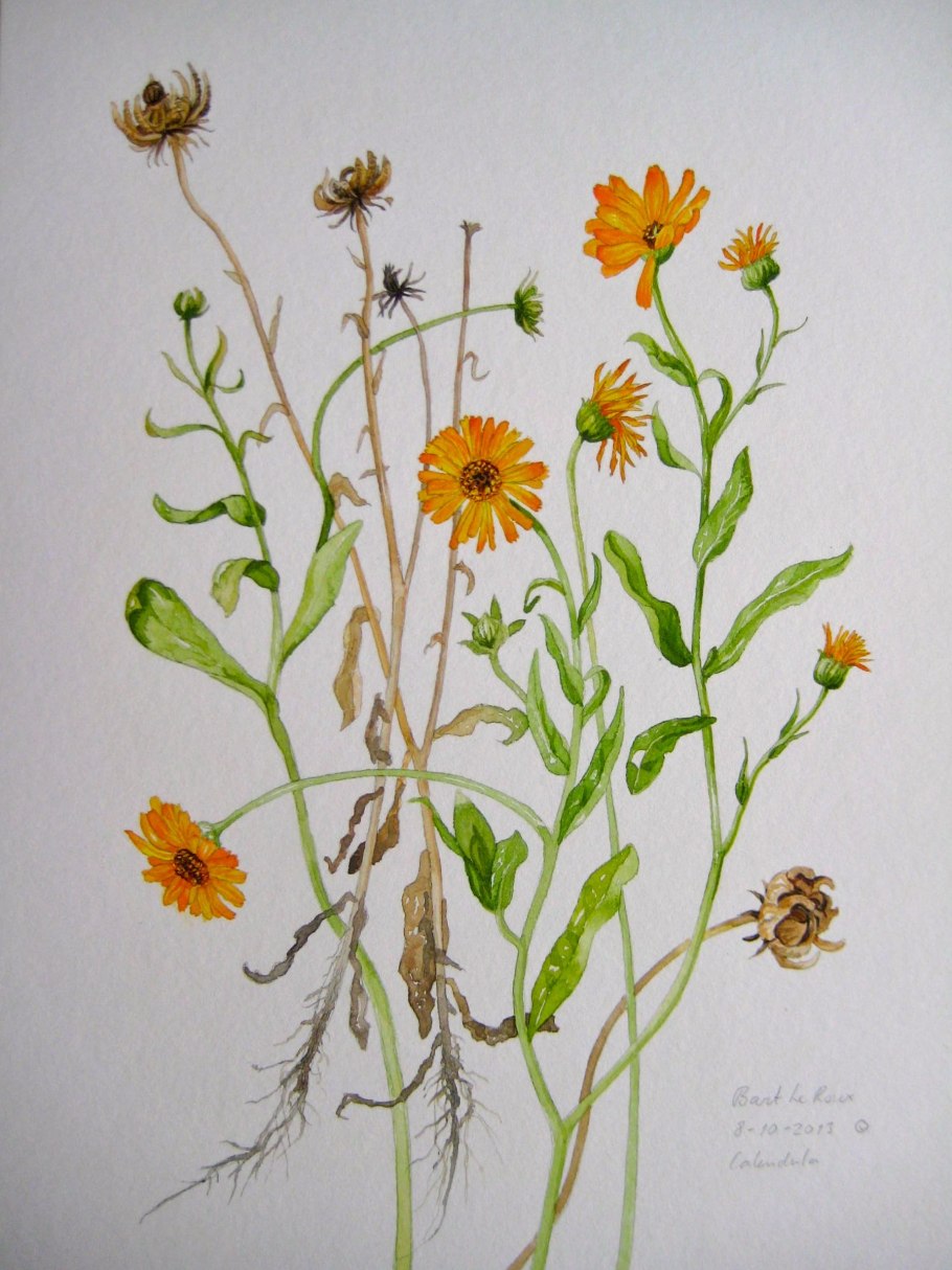 Календула лекарственная применяется при заболеваниях