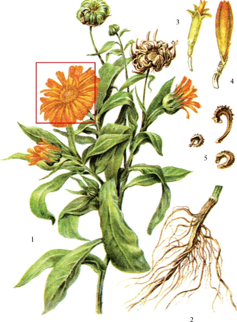 Календула лекарственная Фармакогнозия