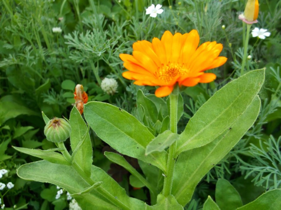 Календула дн, супп. Рект. Гомеопат №6