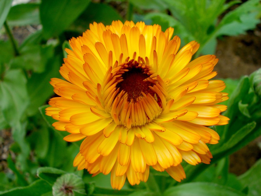 Календула цветки ф/п 1,5г №20